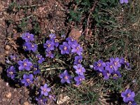 Anagallis monelli 4, Saxifraga-Jan van der Straaten