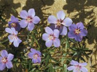 Anagallis monelli 43, Saxifraga-Jan van der Straaten