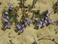 Anagallis monelli 45, Saxifraga-Jan van der Straaten