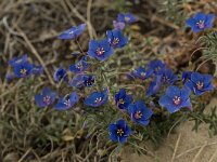 Anagallis monelli 7, Saxifraga-Willem van Kruijsbergen