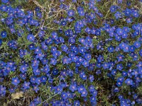 Anagallis monelli 8, Saxifraga-Willem van Kruijsbergen