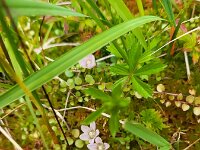 Anagallis tenella 60, Teer guichelheil, Saxifraga-Ben Delbaere