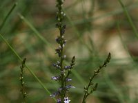 Anarrhinum bellidifolium 1, Saxifraga-Dirk Hilbers