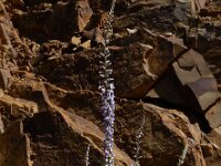 Anarrhinum bellidifolium 10, Saxifraga-Ed Stikvoort