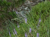 Anarrhinum bellidifolium 2, Saxifraga-Dirk Hilbers