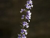 Anarrhinum bellidifolium 4, Saxifraga-Jan van der Straaten