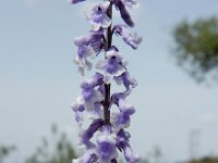 Anarrhinum bellidifolium 7, Saxifraga-Ed Stikvoort