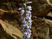 Anarrhinum bellidifolium 8, Saxifraga-Ed Stikvoort