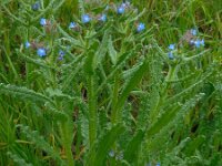 Anchusa arvensis 31, Kromhals, Saxifraga-Ed Stikvoort
