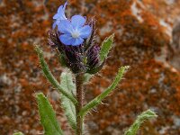 Anchusa arvensis ssp orientalis 34, Saxifraga-Ed Stikvoort : Jerevan - Areni - Noravank s9900