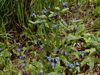 Anchusa arvensis ssp orientalis 35, Saxifraga-Ed Stikvoort : Kapan - Sisian s9900