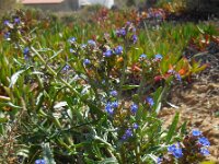 Anchusa calcarea 12, Saxifraga-Ed Stikvoort