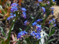 Anchusa calcarea 13, Saxifraga-Ed Stikvoort