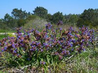 Anchusa calcarea 15, Saxifraga-Ed Stikvoort