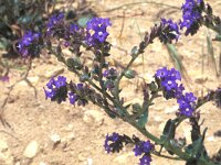 Anchusa calcarea 2, Saxifraga-Inigo Sanchez