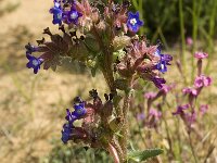 Anchusa calcarea 5, Saxifraga-Willem van Kruijsbergen