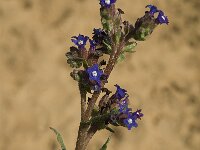 Anchusa calcarea 6, Saxifraga-Jan van der Straaten
