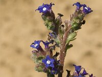 Anchusa calcarea 8, Saxifraga-Jan van der Straaten