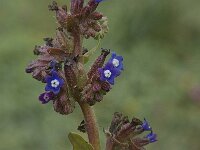 Anchusa calcarea 9, Saxifraga-Willem van Kruijsbergen