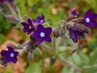Anchusa hybrida 2, Saxifraga-Harry Jans