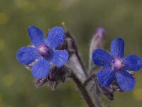 Anchusa italica 10, Saxifraga-Willem van Kruijsbergen