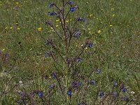 Anchusa italica 11, Saxifraga-Willem van Kruijsbergen