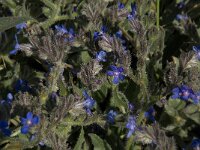 Anchusa italica 12, Saxifraga-Willem van Kruijsbergen