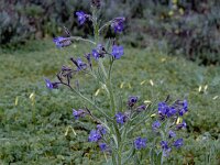 Anchusa italica 3, Saxifraga-Rutger Barendse