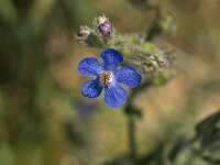 Anchusa italica 4, Saxifraga-Jan van der Straaten