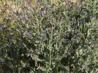 Anchusa italica 5, Saxifraga-Jan van der Straaten