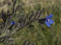 Anchusa italica 6, Saxifraga-Willem van Kruijsbergen