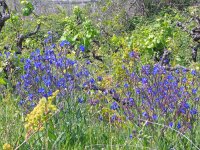 Anchusa italica 7, Saxifraga-Jasenka Topic