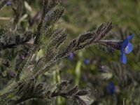 Anchusa italica 9, Saxifraga-Willem van Kruijsbergen