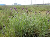 Anchusa officinalis 12, Gewone ossentong, Saxifraga-Peter Meininger