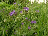 Anchusa officinalis 36, Gewone ossentong, Saxifraga-Hans Grotenhuis