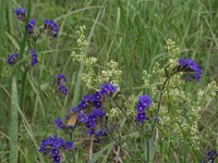Anchusa officinalis 6, Gewone ossentong, Saxifraga-Hans Boll