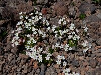 Androsace albana 2, Saxifraga-Ed Stikvoort
