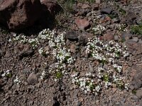 Androsace albana 4, Saxifraga-Ed Stikvoort