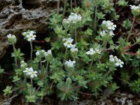 Androsace barbulata 3, Saxifraga-Willem van Kruijsbergen