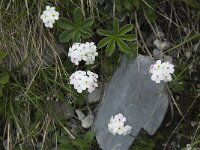 Androsace chamaejasme 2, Saxifraga-Willem van Kruijsbergen
