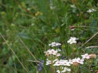Androsace chamaejasme 3, Saxifraga-Jeroen Willemsen