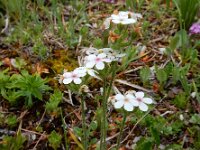 Androsace chamaejasme 4, Saxifraga-Ed Stikvoort