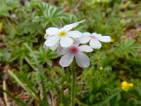 Androsace chamaejasme 5, Saxifraga-Ed Stikvoort