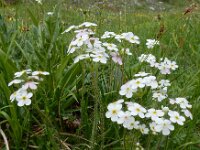 Androsace chamaejasme 6, Saxifraga-Ed Stikvoort