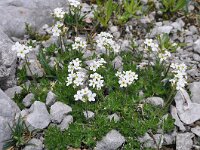 Androsace chamaejasme 7, Saxifraga-Harry Jans