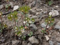 Androsace maxima