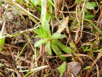 Androsace obtusifolia 10, Saxifraga-Rutger Barendse