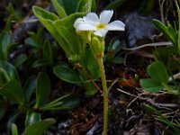 Androsace obtusifolia 9, Saxifraga-Ed Stikvoort
