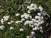 Androsace villosa 14, Saxifraga-Willem van Kruijsbergen