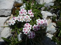 Androsace villosa 15, Saxifraga-Jasenka Topic